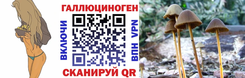 где купить наркоту Шимановск кракен ССЫЛКА Псилоцибиновые грибы прущие грибы